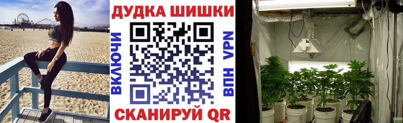 Купить закладки  Боровичи  Канабис VHQ 